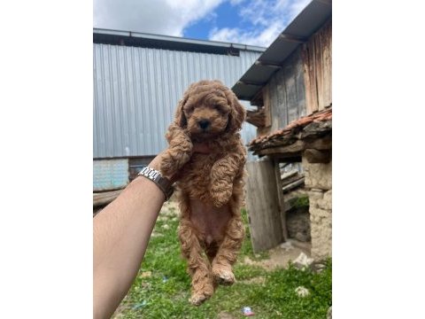 Maltipoo kalite yavrular ırk sağlık garantili