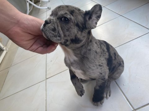 French bulldog merle yavrularımız