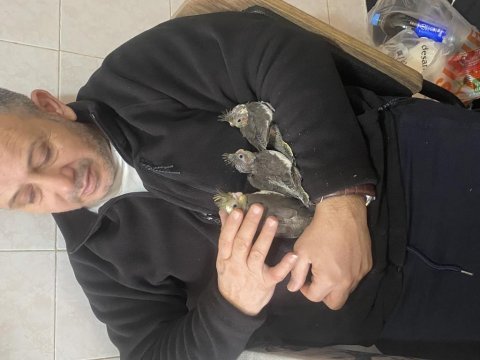 Bir aylık üç sultan papağanı