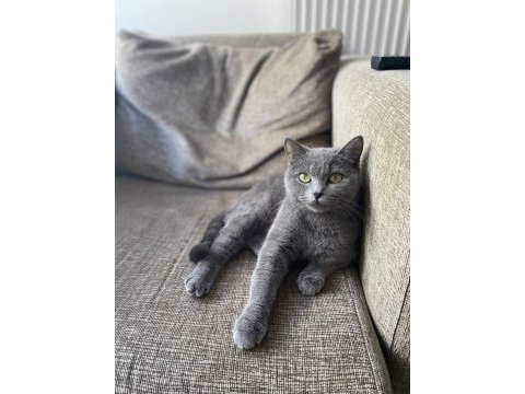 1 yaşında dişi british shorthair