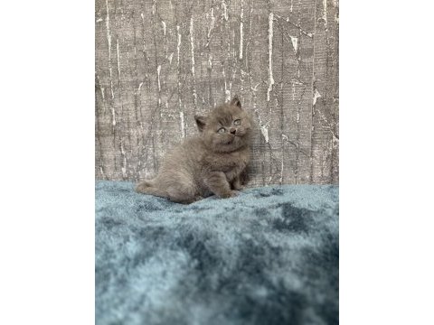 Show class blue yakışıklı british shorthair