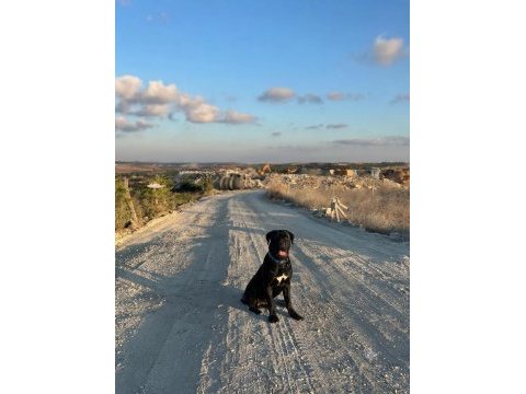 8 aylik erkek cane corso
