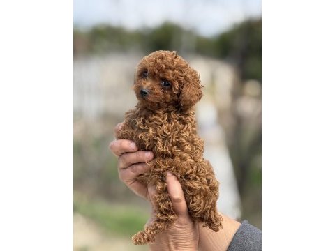 Aşılı çiş eğitimli teacup toy poodle 