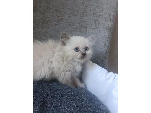 British longhair beyaz ve blue point yavrularımız