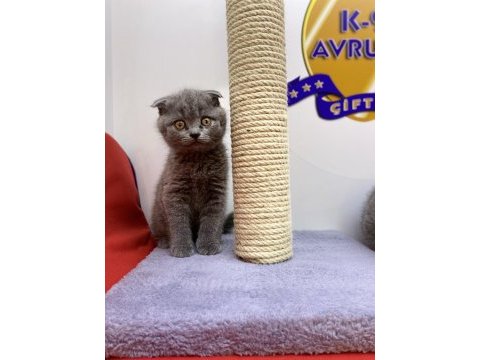 K9 avrupa çiftliğinden brtish ve scottish yavruları