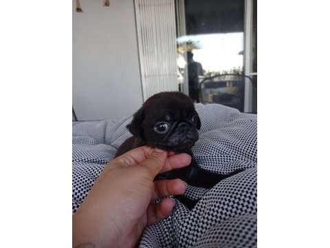 Pink carrier pug yavrular