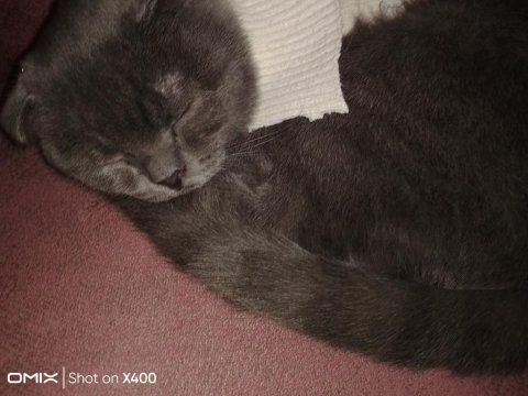 Kırık kulak scottish fold