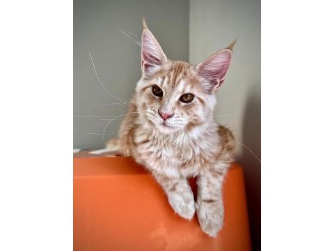 Wcf secereli şampiyon soylu saglık garantili maine coon