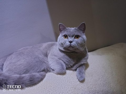 Acil sahiplendirme british shorthair