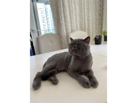4 yaşında erkek british shorthair
