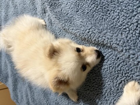 Pomeranian spitz yavrular