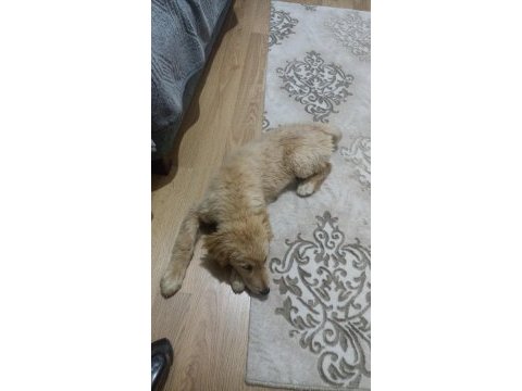 4.5 aylık golden retriever