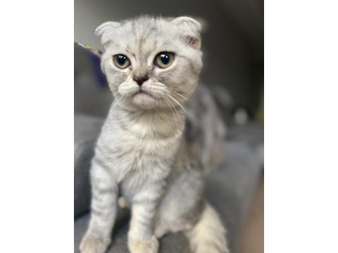 Tuvalet eğitimli scottish fold yavrumuz yeni yuvasını arıyor