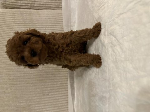 Muhteşem toy poodle