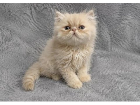İran persian (kalite)