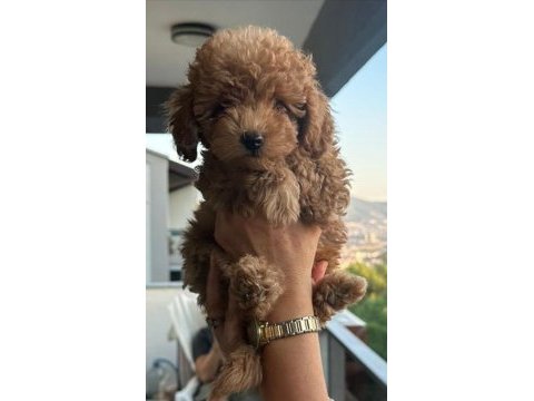 Toy yavru poodle anne baba poodle