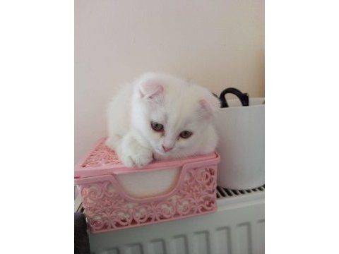 2 aylık 3 scottish fold yavru