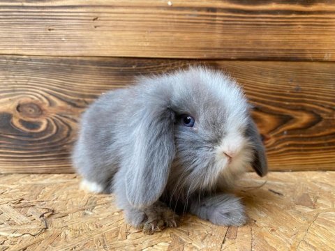 Hollanda lop tavşanı yavruları