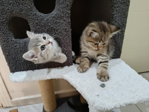 British shorthair saf ırk yavrular