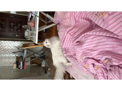 3 aylık scottish fold kızımıza yuva