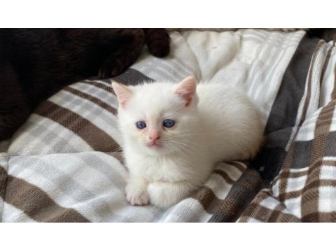 Mavi gözlü british shorthair dişi yavru yuva arıyor