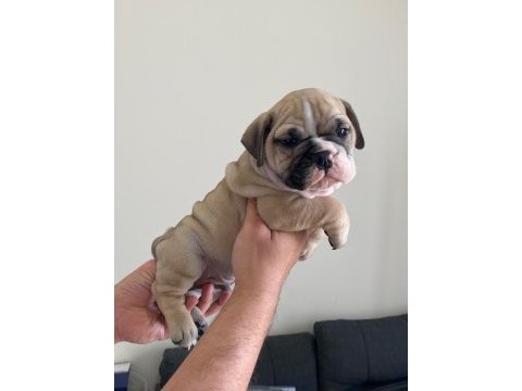 English bulldog köpekler