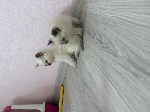 Pamuk ve çakırın evlatları kediler
