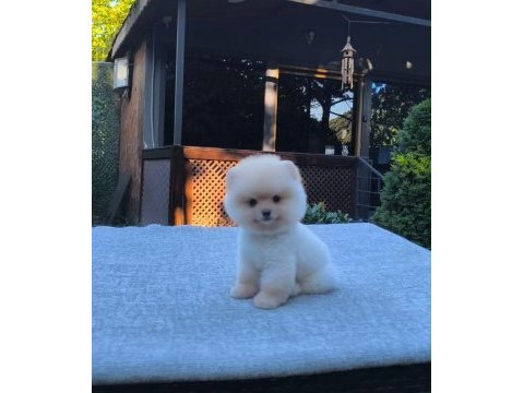 Sağlık ve ırk garantili pomeranian