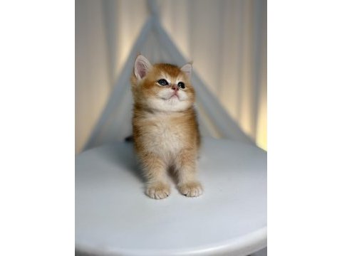Show class golden yakışıklı british shorthair