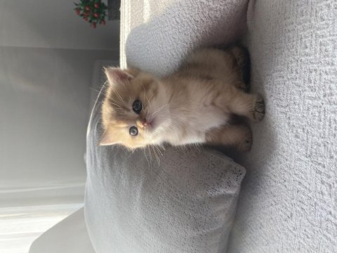 Golden british shorthair kedisi
