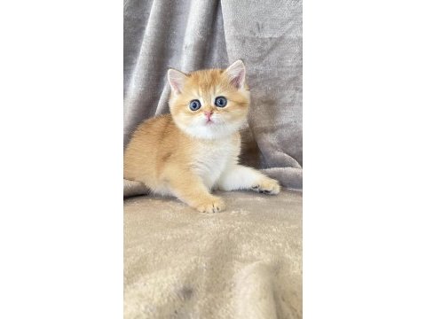 Bal küpü golden british shorthair 