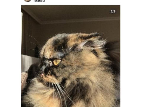 Chinchilla kedilerimize yuva arıyoruz
