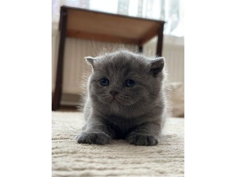 British longhair 2 aylık yavrumuz