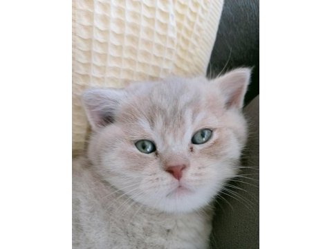 Safkan british shorthair