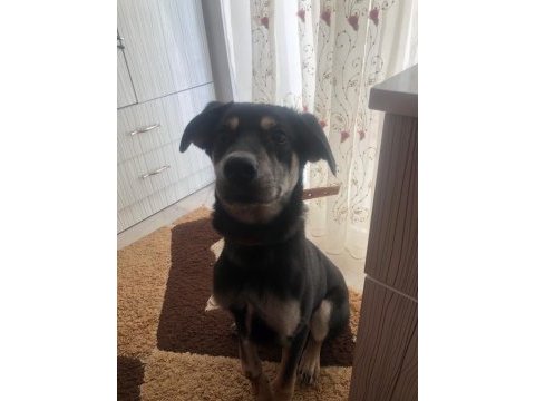 Köpeğimizi acil sahiplendiriyoruz
