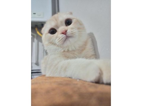 11 aylık kısırlaştırılmamış erkek scottish fold