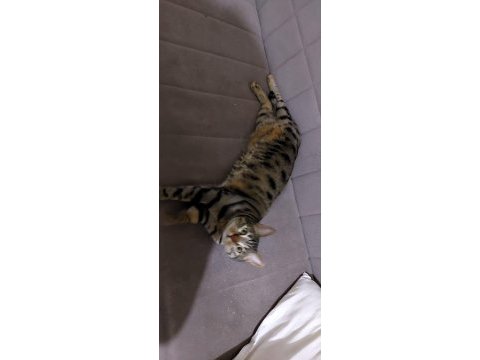 Kedimi sahiplendirmek istiyorum