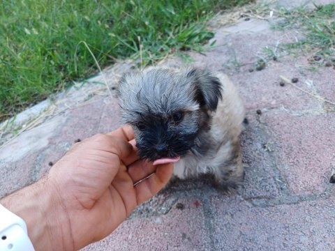 Anne morkie baba maltese
