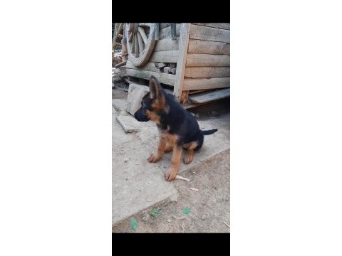 Anne ve baba şecereli showline alman kurdu 75 günlük