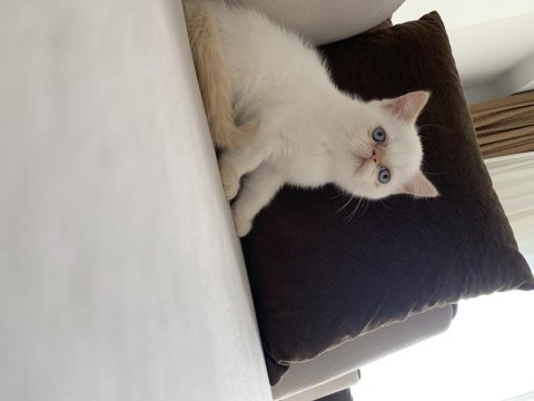Dişi 3 aylık kalıcı mavi göz iran kedisi