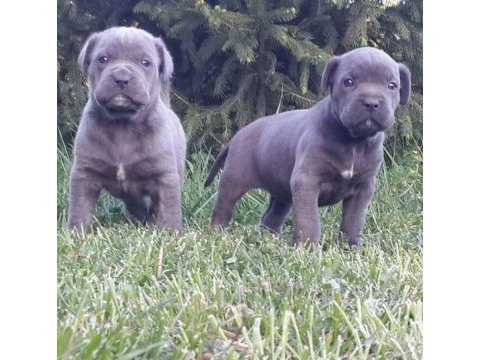 Cane corso italiano yavrular
