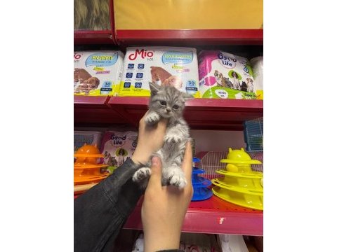 British shorthair yavrularımız sağlık ve ırk garantili