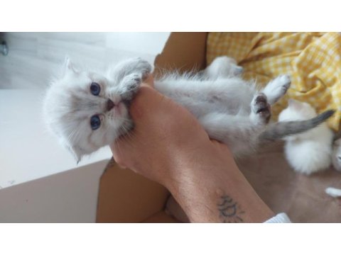 Uyguna verilecek scottish fold