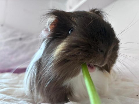 Guinea pig mia kalıcı ev arıyor