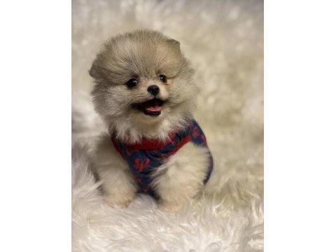 Teacup nadir partycolor ayı surat pomeranian