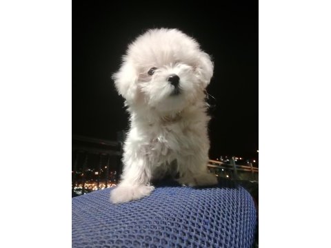 Maltese terrier dişi yavru