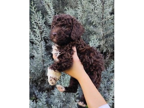 Lagotto romagnolo
