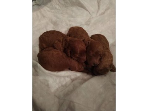 Red toy poodle kalite isteyenlere