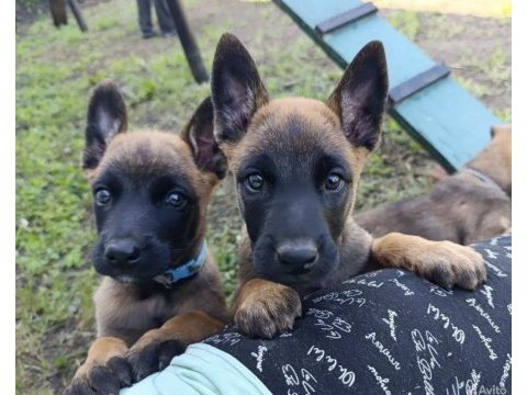 Safkan malinois