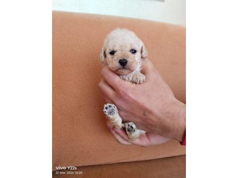 1 erkek ve 1 dişi poodle bebekler